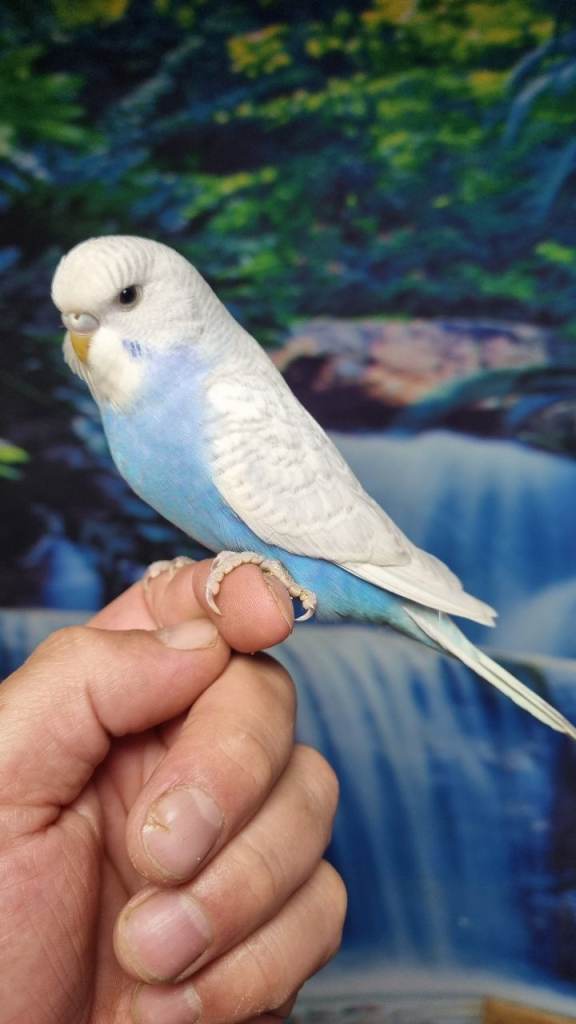 Budgies for sale 