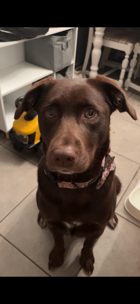 Stunning chocolate Labrador 