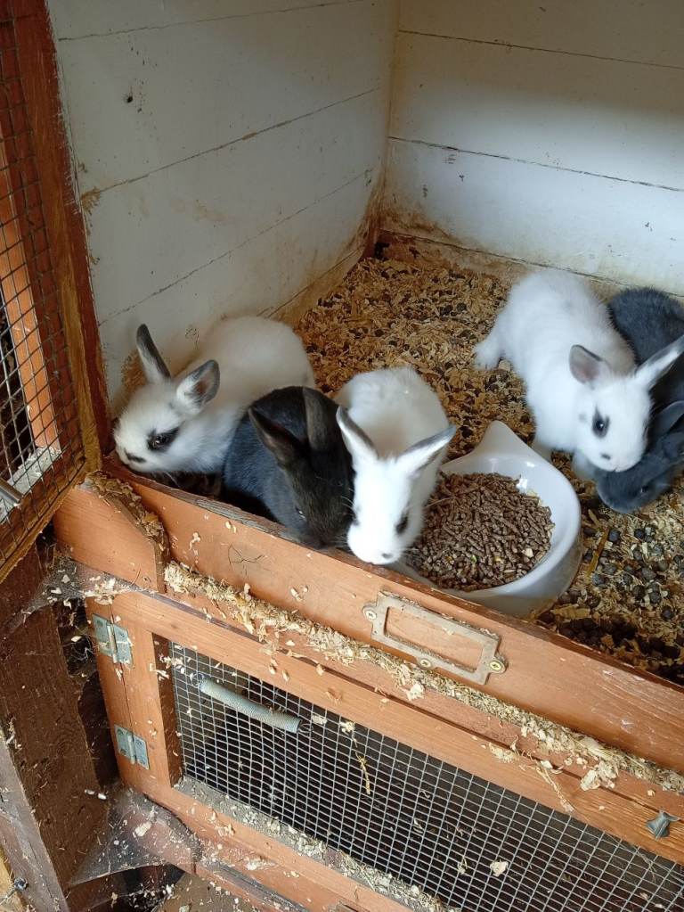 mini-lop-and-netherland-dwarf-rabbits-in-beeston-nottinghamshire