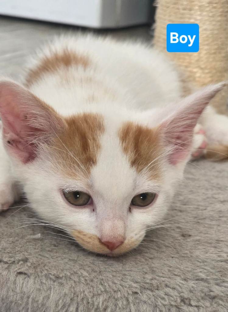 5 adorable Kittens ready for their new homes 