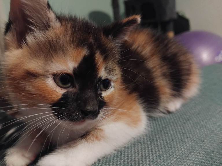 Kittens ready to go 