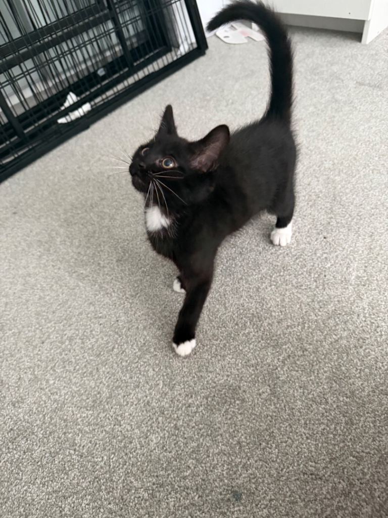 Kittens for sale 