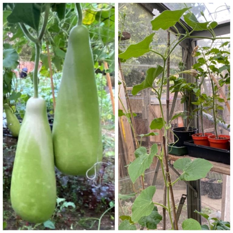 Bangladeshi bottle Gourd Plants (khodu/lau)