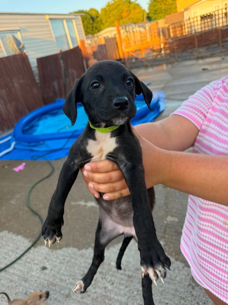 🐾 Beautiful Greyhound x Bully Girl – Ready for Her Forever Home