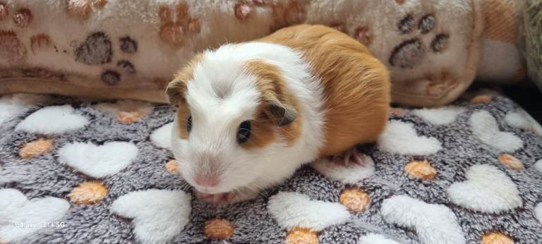 Baby Guinea Pigs 🩷🐹 3 females 