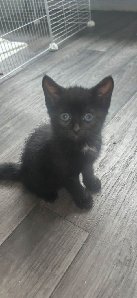 Kittens