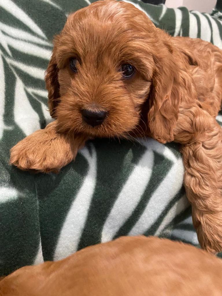 Cavapoo puppies 