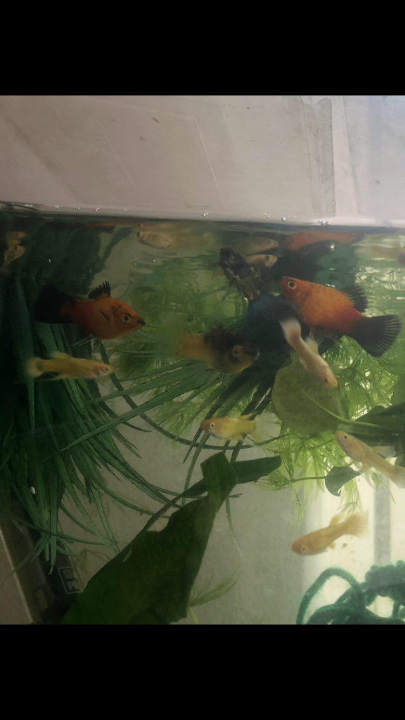 Guppies, Platys, koi betta fish, swordtails, ballon mollies, plants, snails