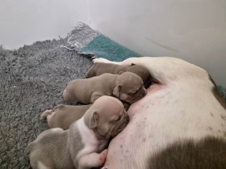 French Bulldog Kc Puppies 