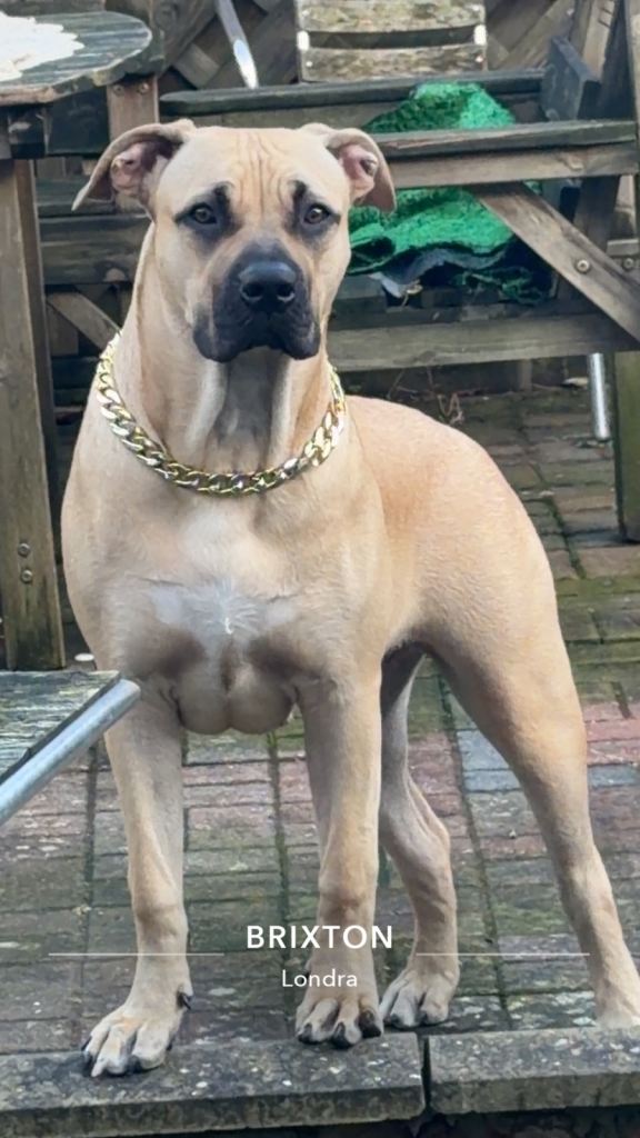 English mastiff for sale 