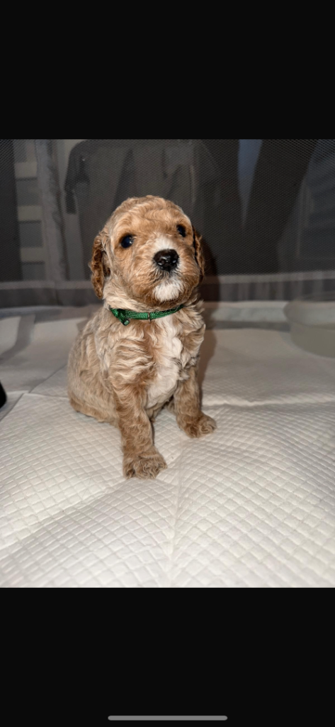 Fl1bb cockapoo 