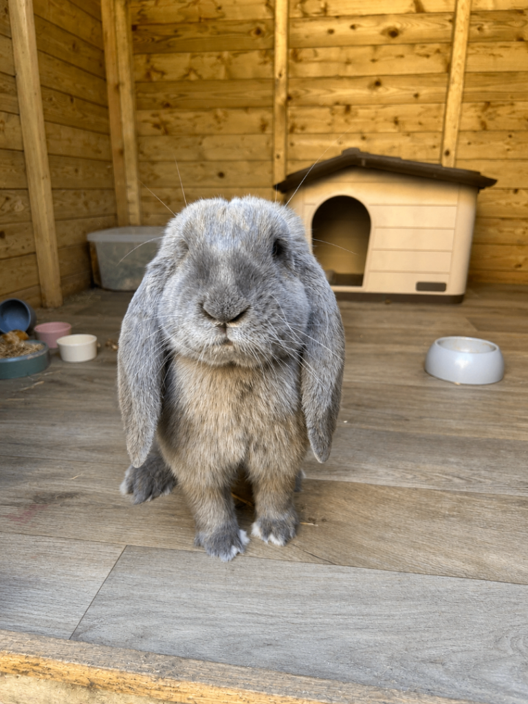 Blue tort French lop doe 