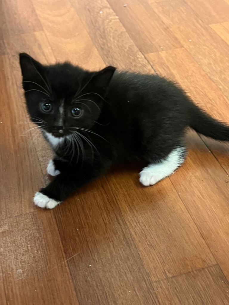 / Kitten for sale