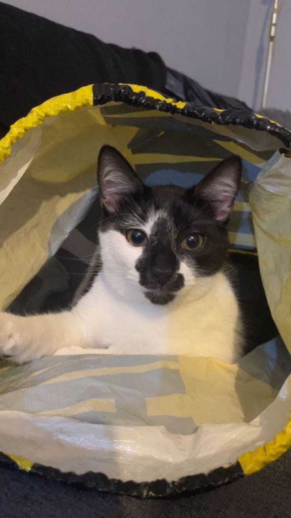 1 year old cats 