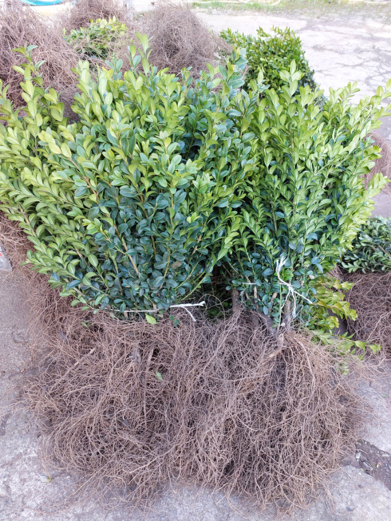 Box Hedging 