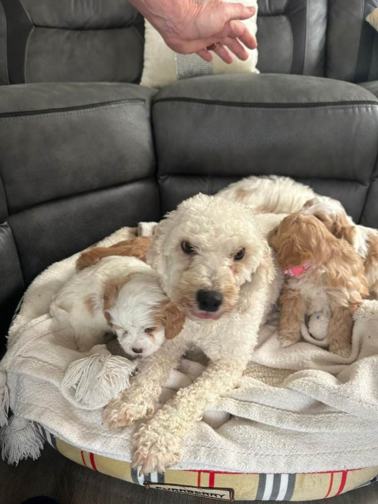 Cavapoo puppies 