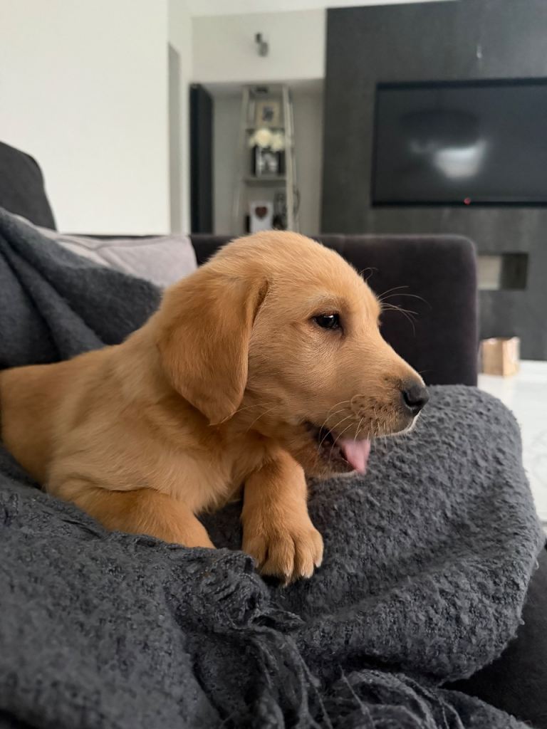 Fox Red Labrador