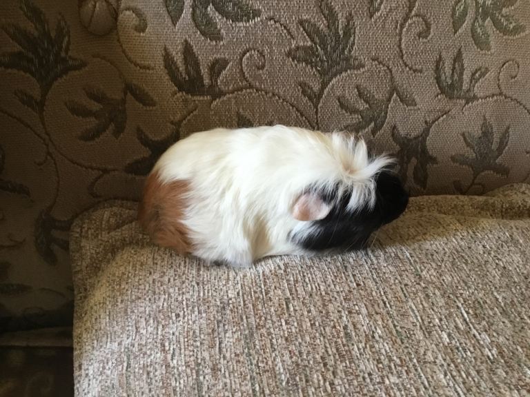 Baby males and females ready now 