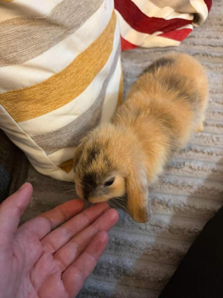 1x Beautiful Mini lion lop baby bunnies 