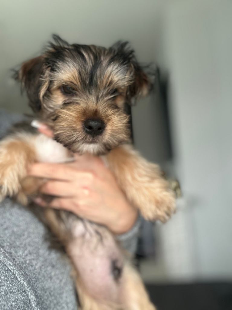 Yorkshire Terrier Puppies