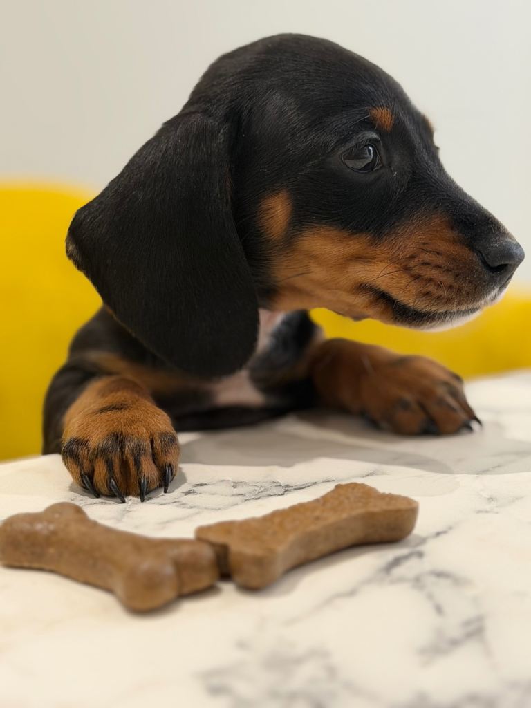 *💫Super miniature dachshund 💫💫🐾 *
