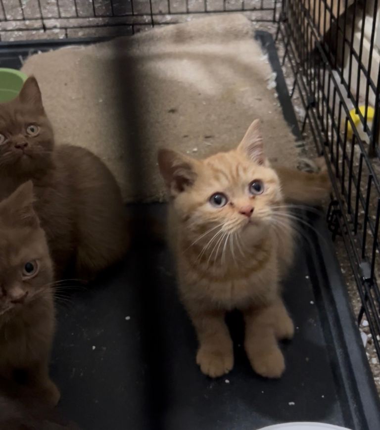 British shorthair kittens for sale 
