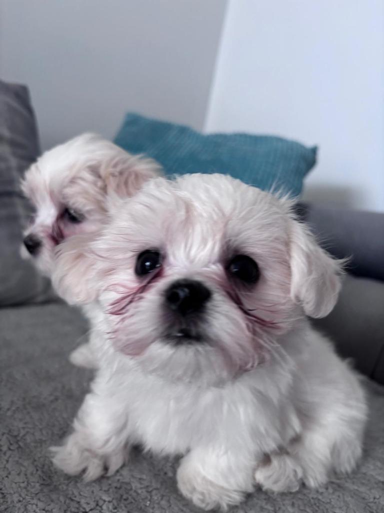 2 beautiful Maltese puppies 