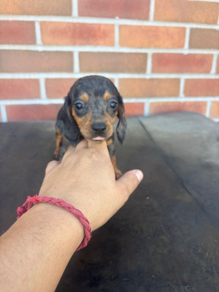 beautiful minature dapple dachshund puppies