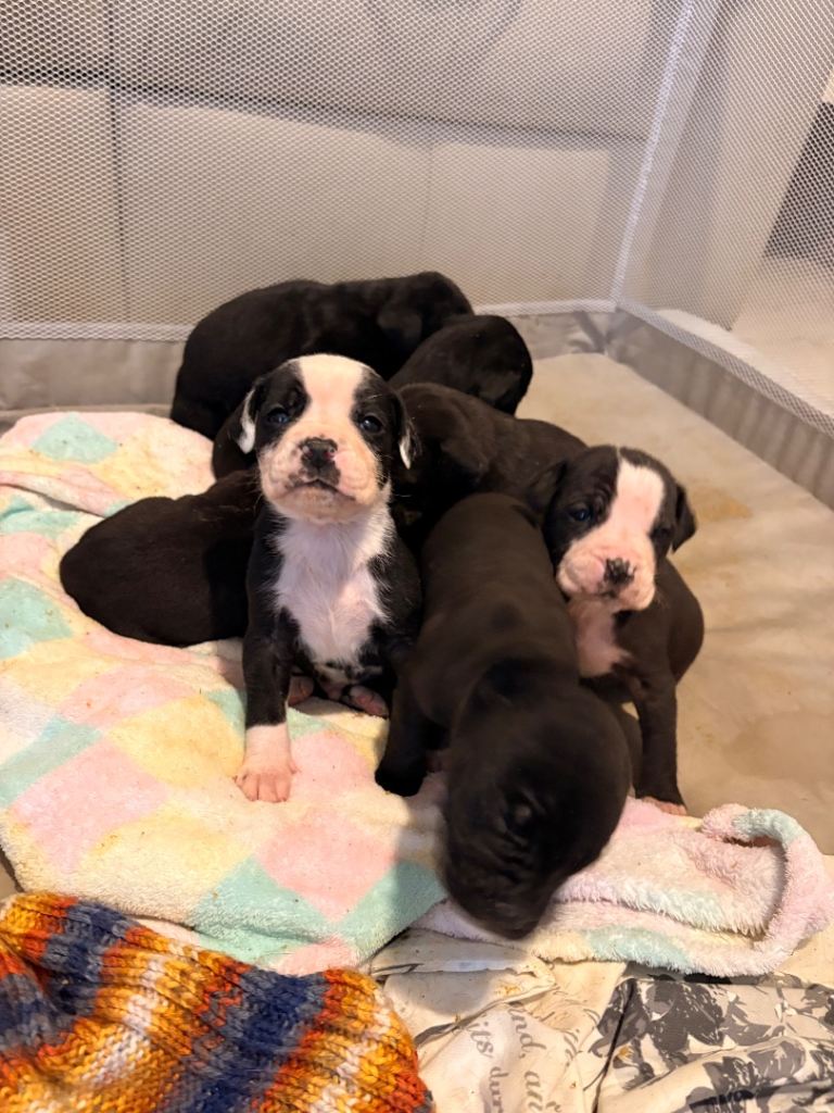 BullDane puppies