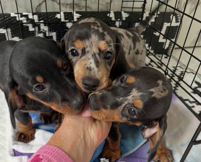 Miniature dachshund 