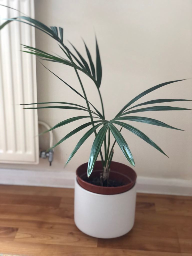 House Hold Plant