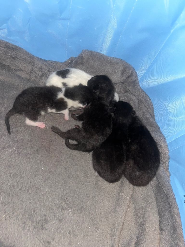 Kittens for sale 