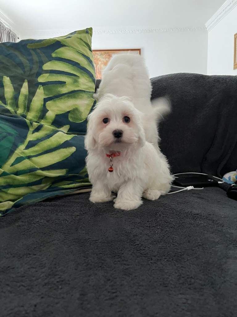Gorgeous puppy Maltese
