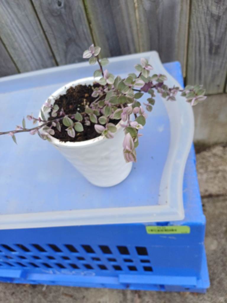 Variegated Tradescantia  Pink Panther. Indoor Plant 
