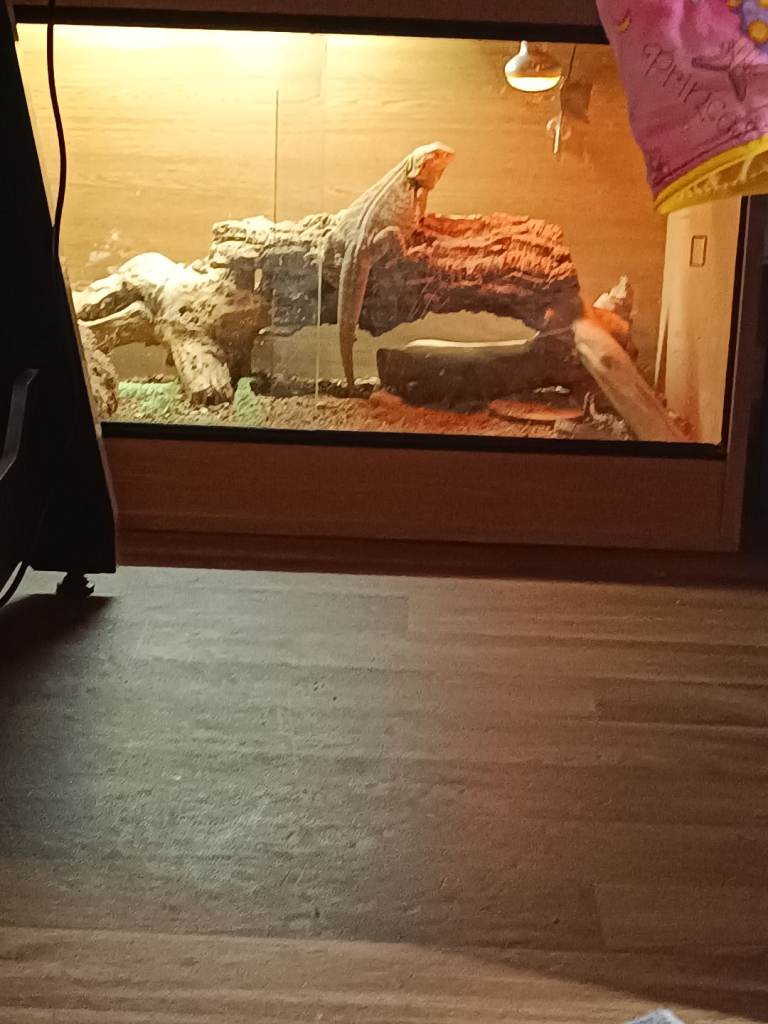 Female bearded dragon 