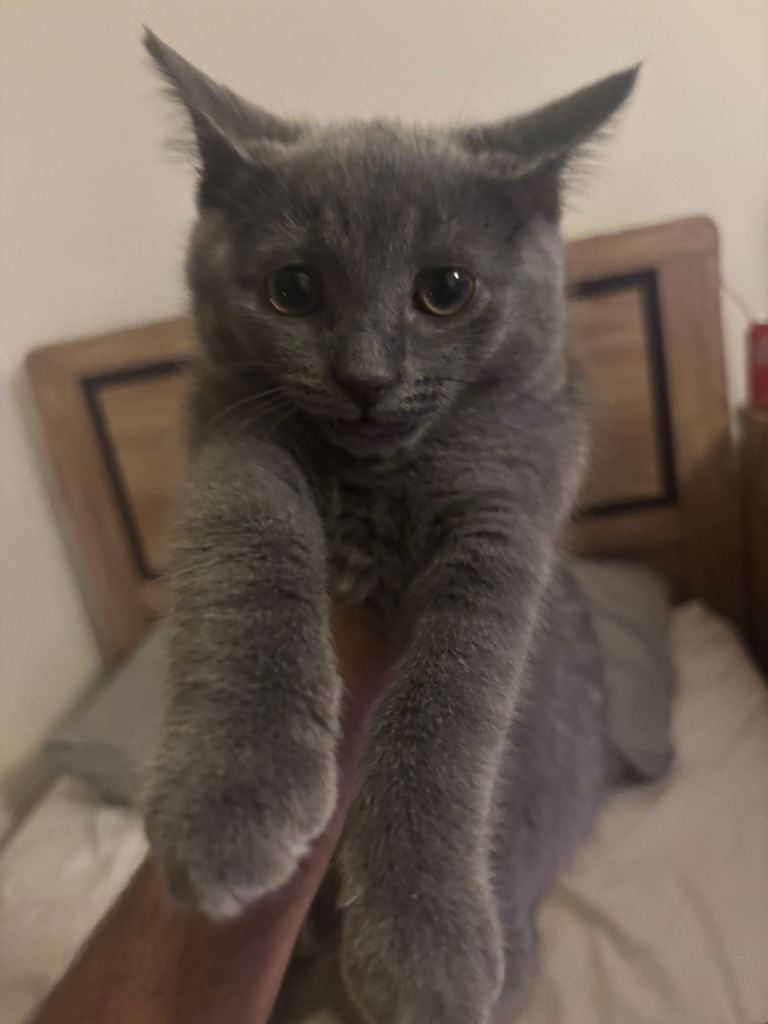 British longhair kitten 