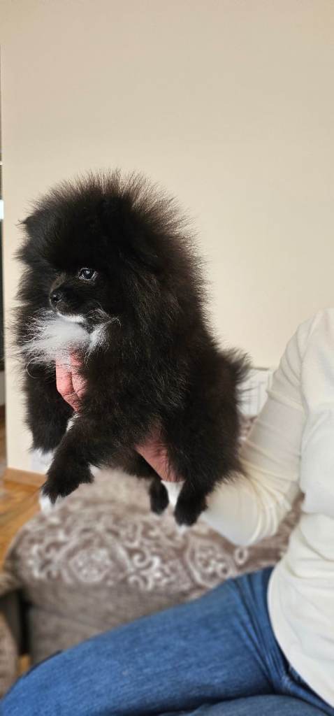 Pomeranian only one left