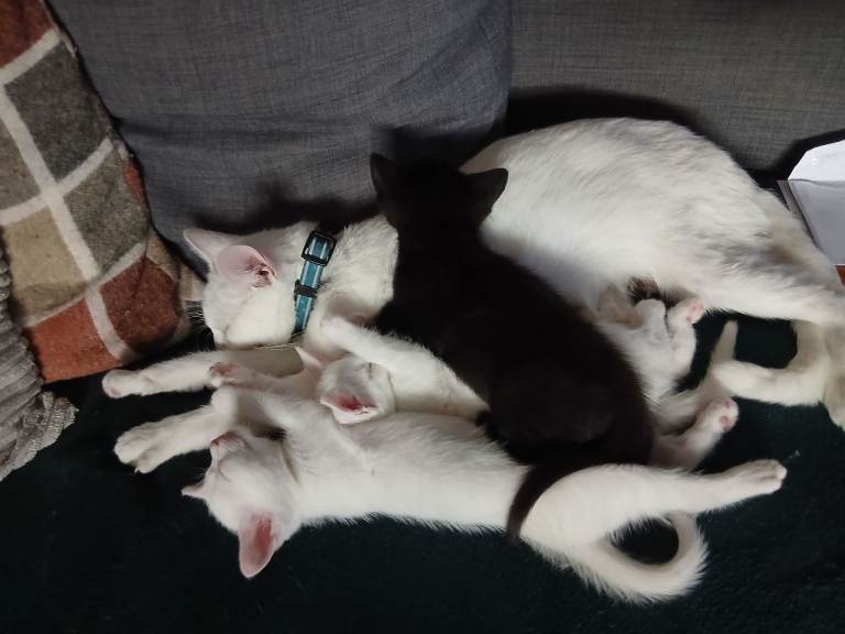 2 boy kittens, 1 pure white 1 black