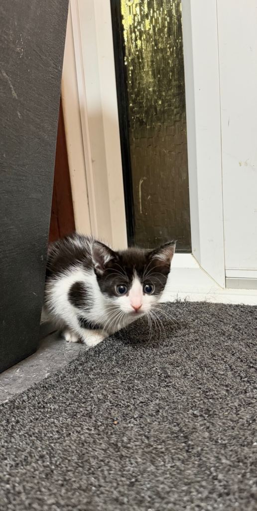6 beautiful kittens