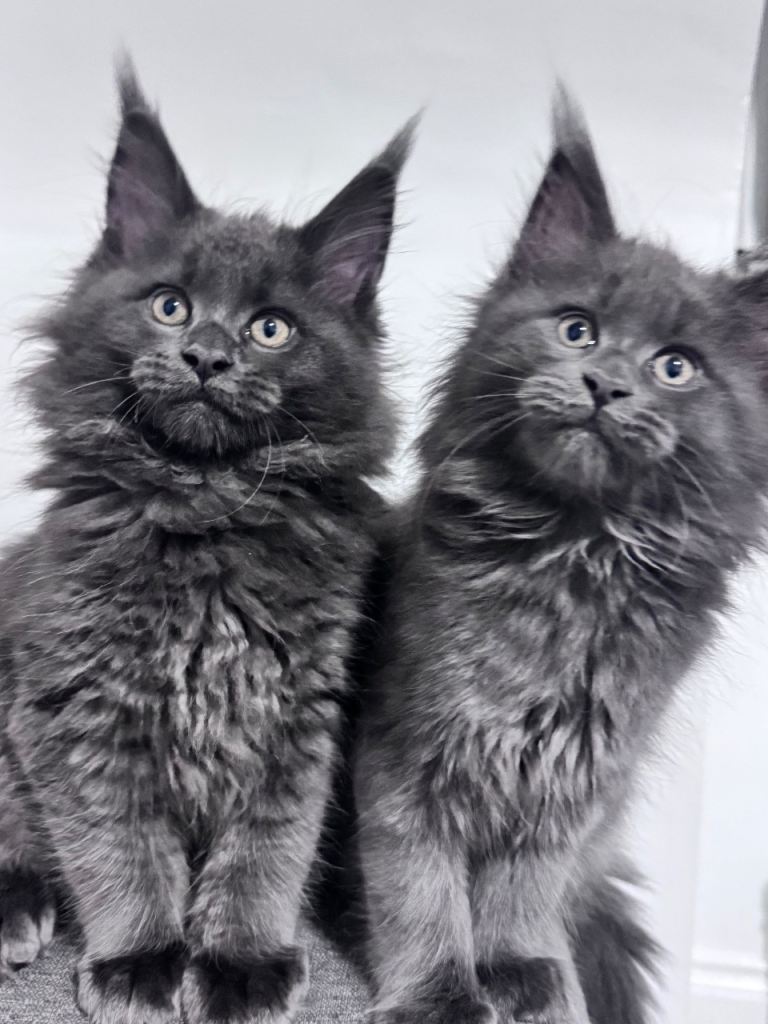 3 Gorgeous Maine Coon Kittens – Fully Vet-Checked