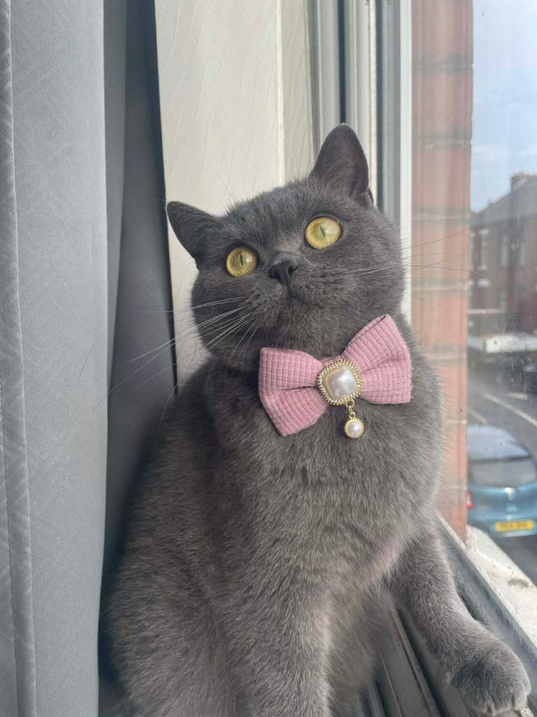 2 year old BRITISH BLUE SHORTHAIR 