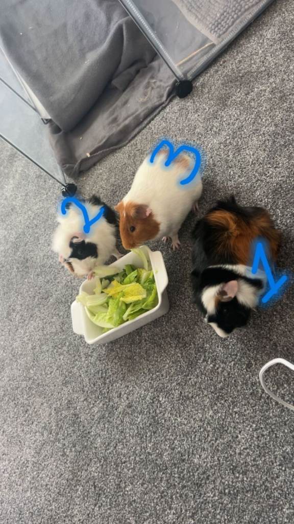 Guinea pigs for sale