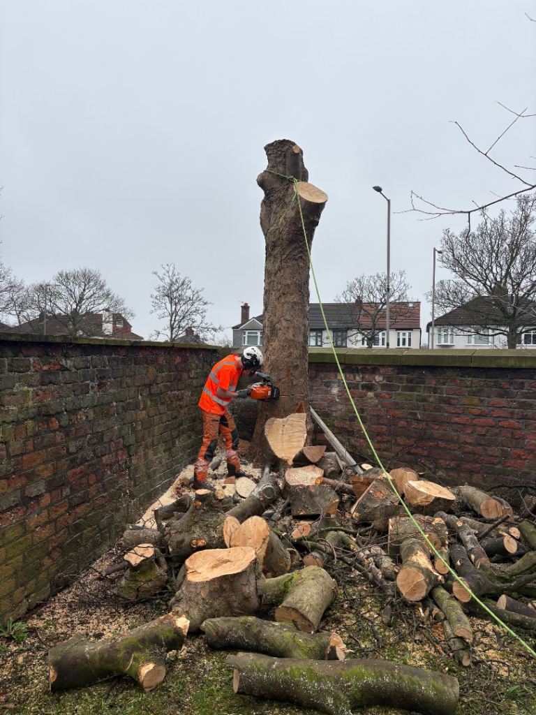 Free logs to collect