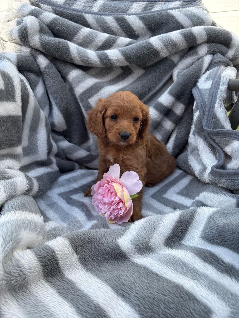 F1 cavapoo 