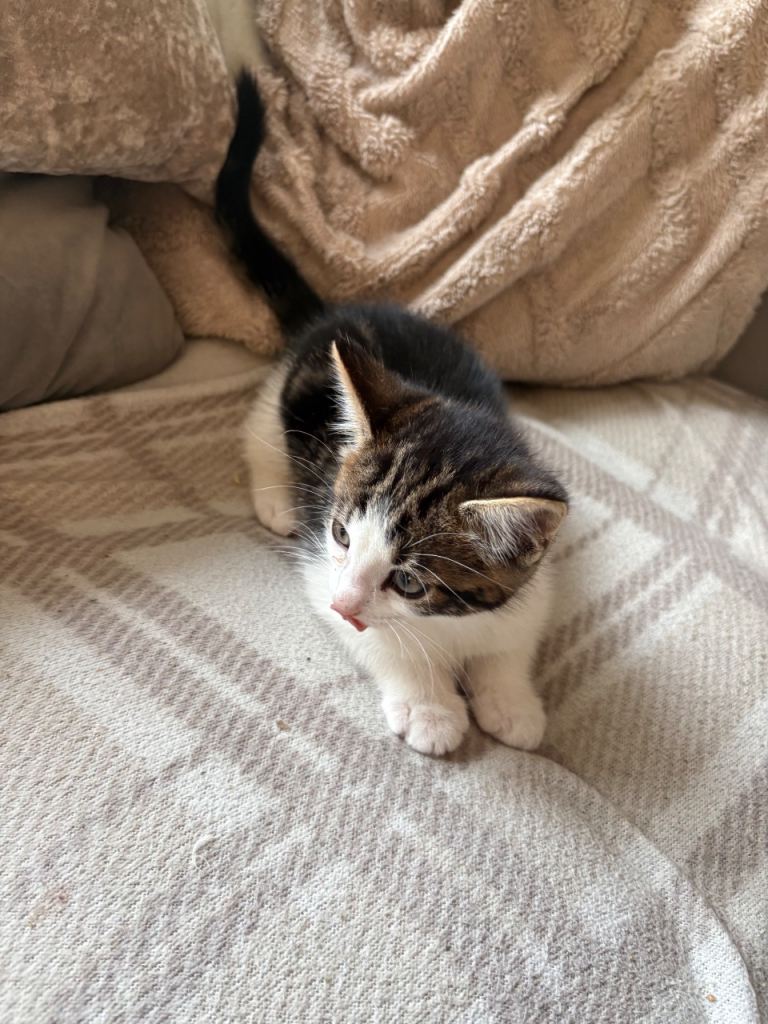 kitten