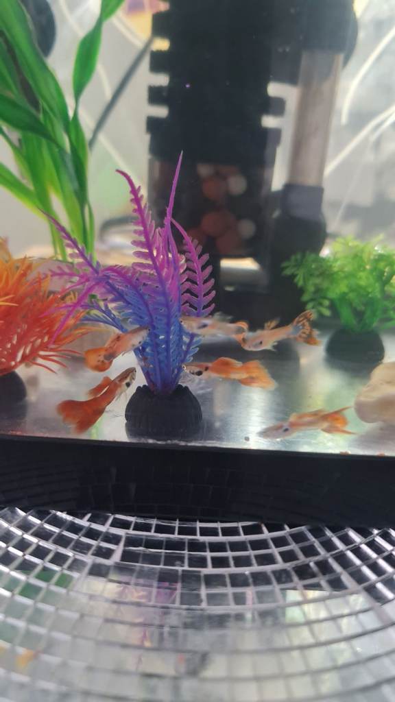 Guppies  fish  