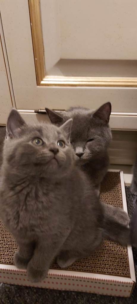 Beautiful British short hair kittens 