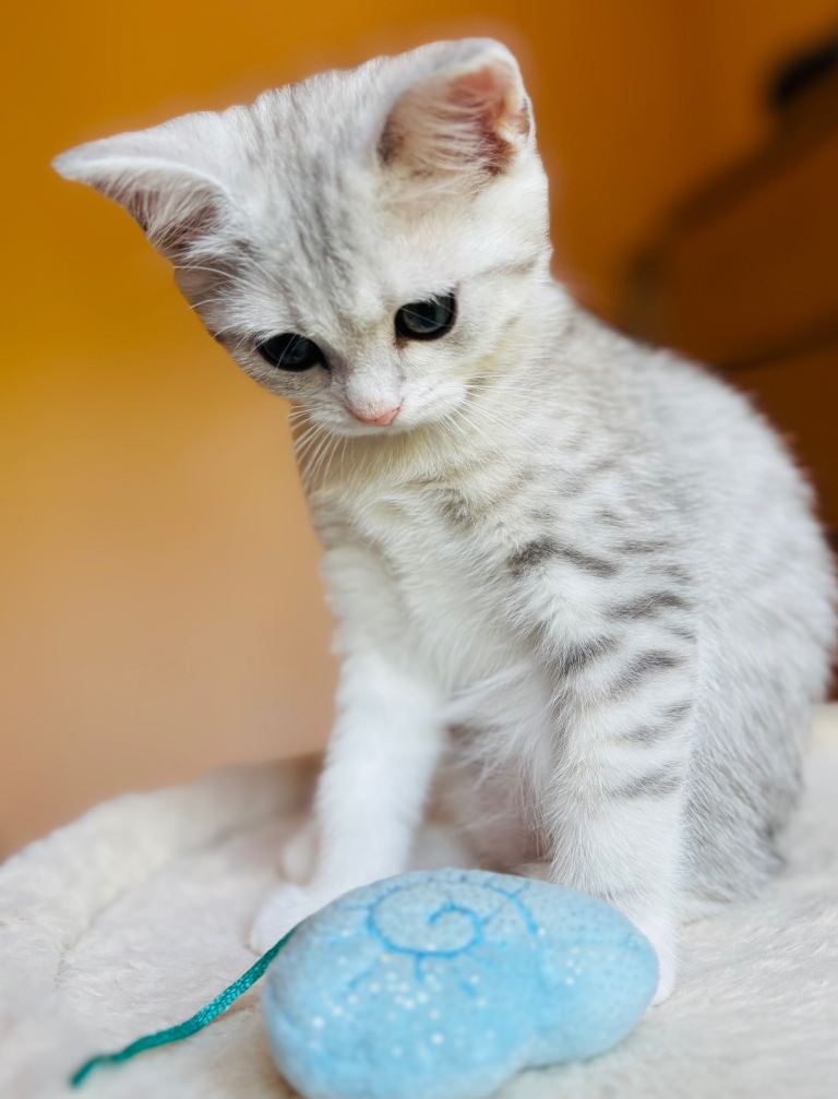 Adorable Mixed Breed Kitten – Grey and White