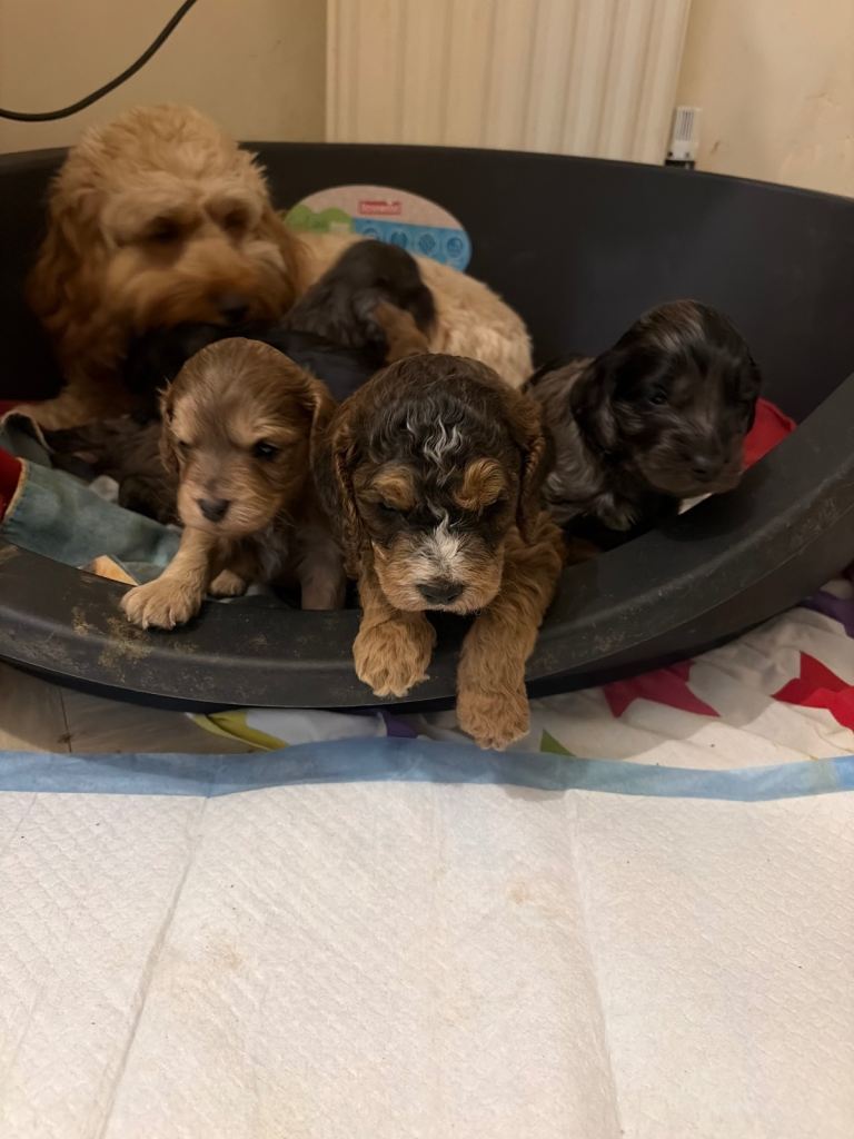 Cockapoo puppies 