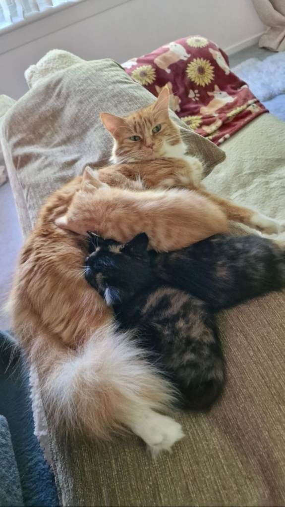 3 cute kittens from Turkish Angora mum cat
